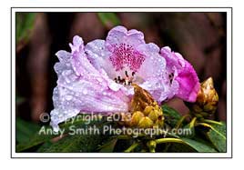Pink Rhododendron Blooms after the Rain
